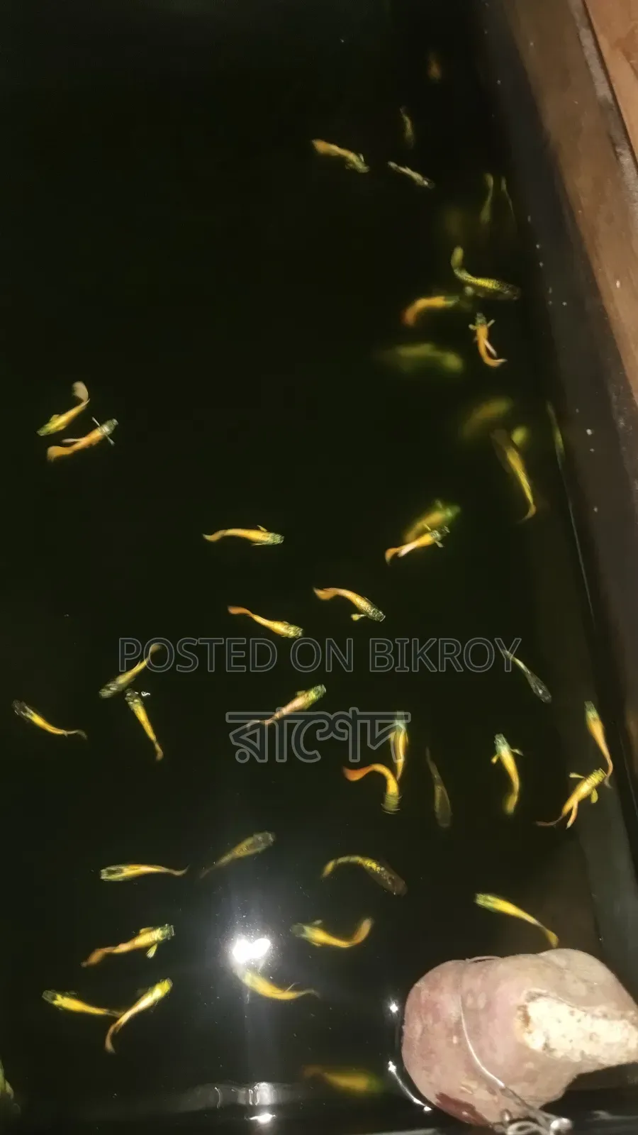 Premium Mixed Guppy Fish