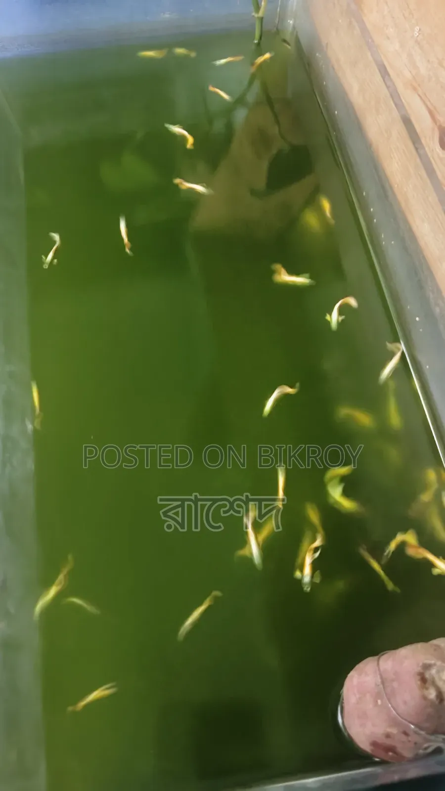 Premium Mixed Guppy Fish