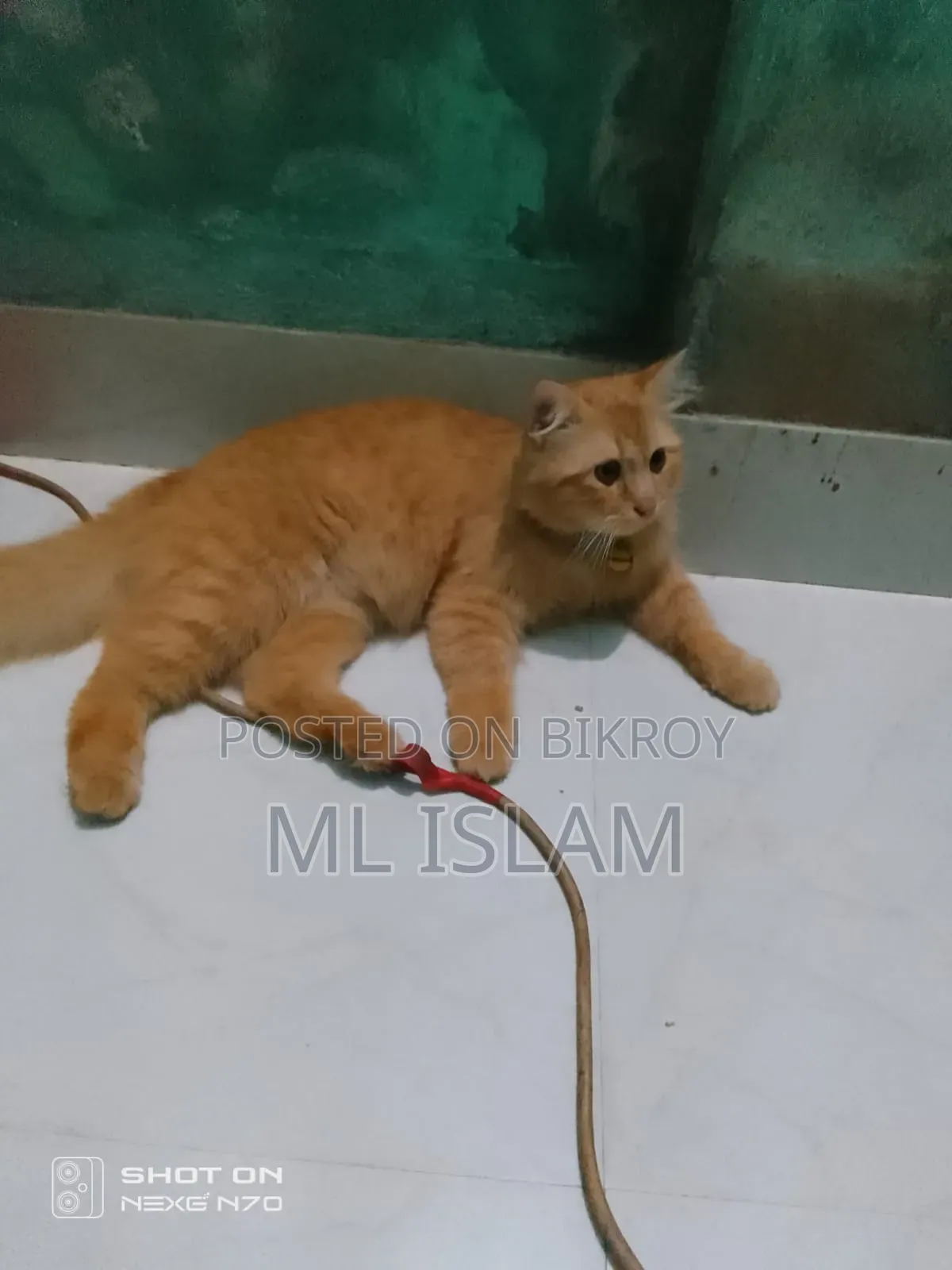 6-12 Months Male Purebred Persian Cat
