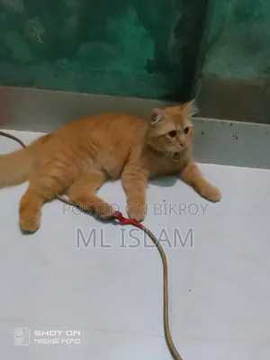 6-12 Months Male Purebred Persian Cat