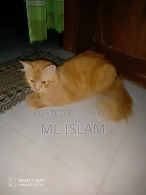 6-12 Months Male Purebred Persian Cat