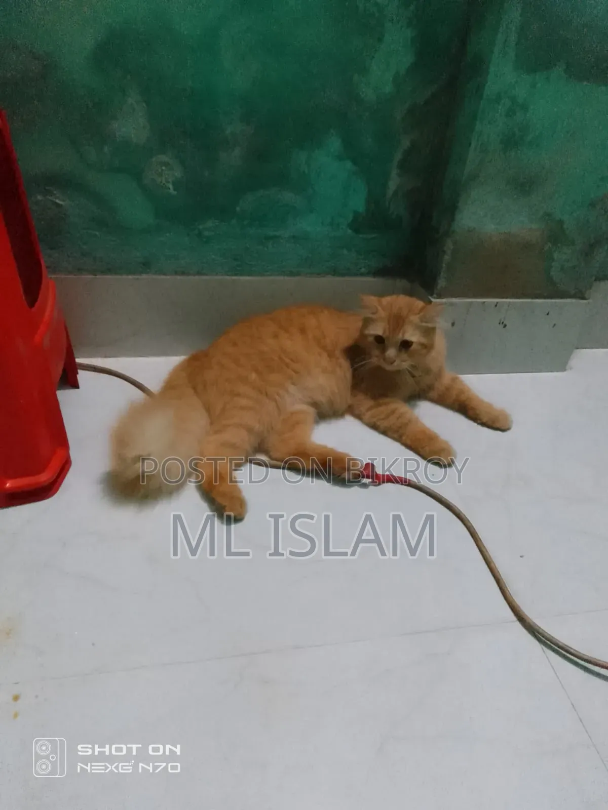 6-12 Months Male Purebred Persian Cat