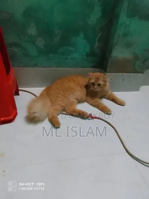 6-12 Months Male Purebred Persian Cat