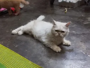 1+ Year Female Purebred Persian