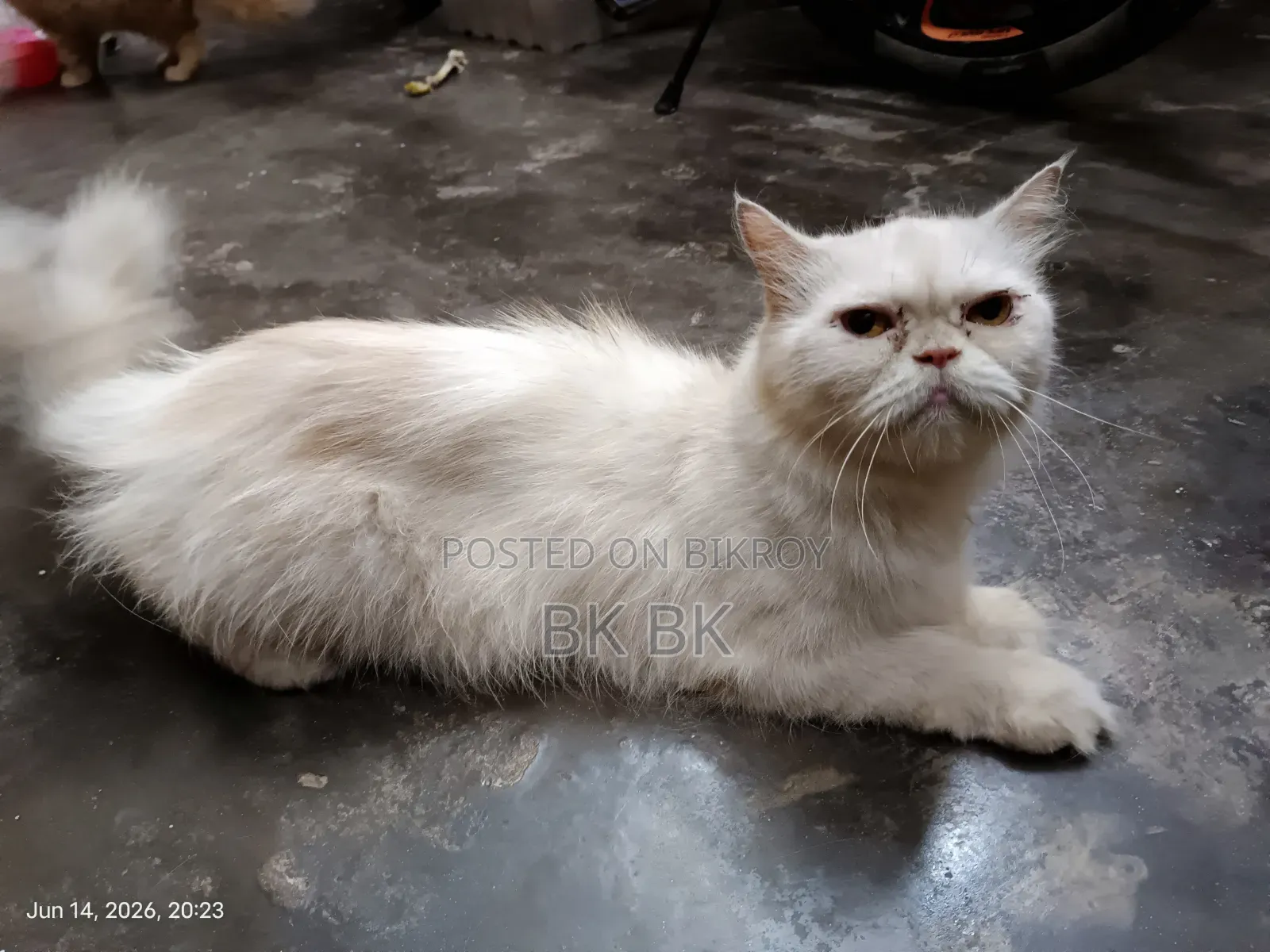 1+ Year Female Purebred Persian