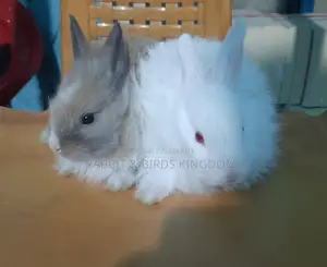 Rabbit Angora