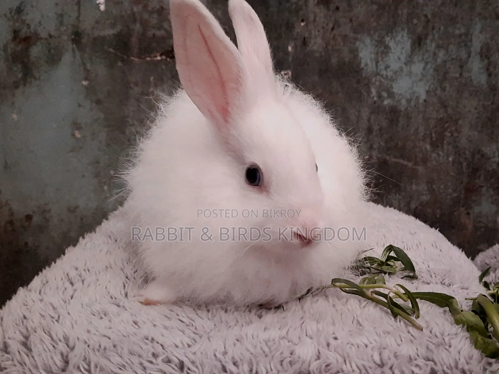 Rabbit Angora