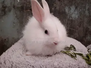 Rabbit Angora