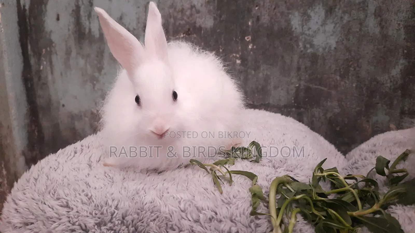 Rabbit Angora