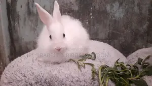 Rabbit Angora