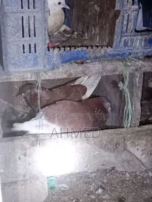 A pair of running pigeons