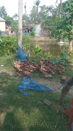 Local Duck
