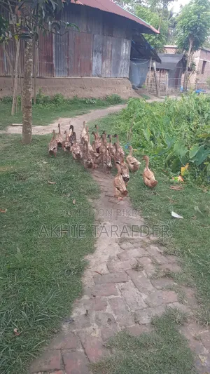 Local Duck