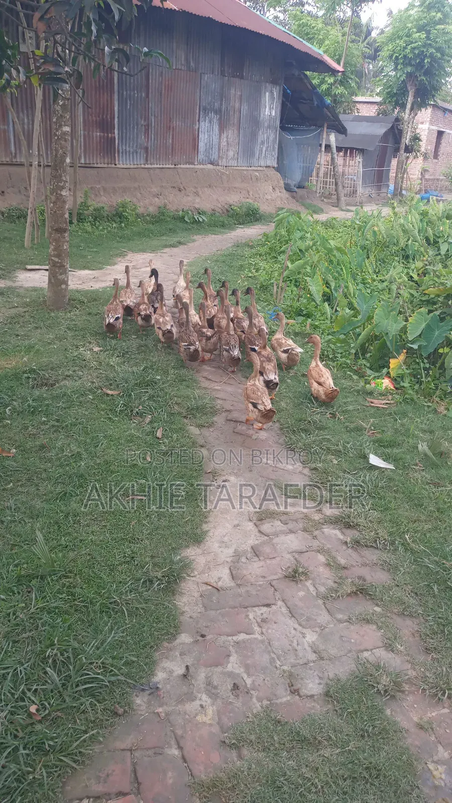 Local Duck