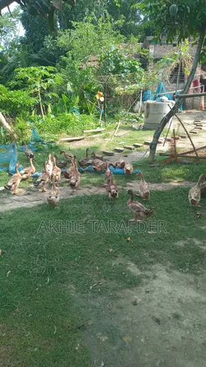 Local Duck