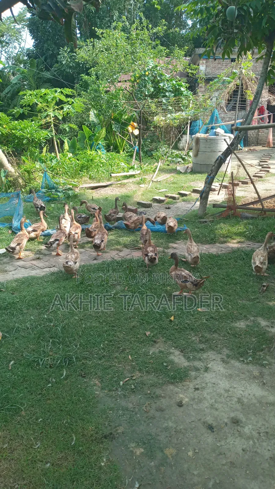 Local Duck