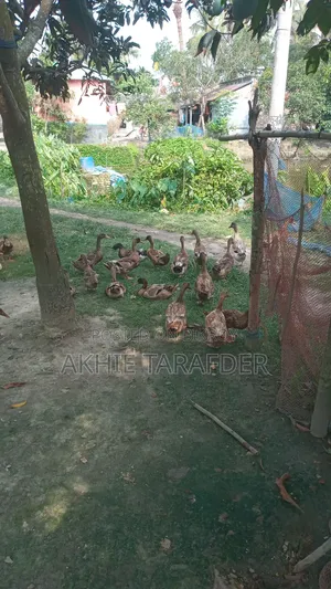 Local Duck