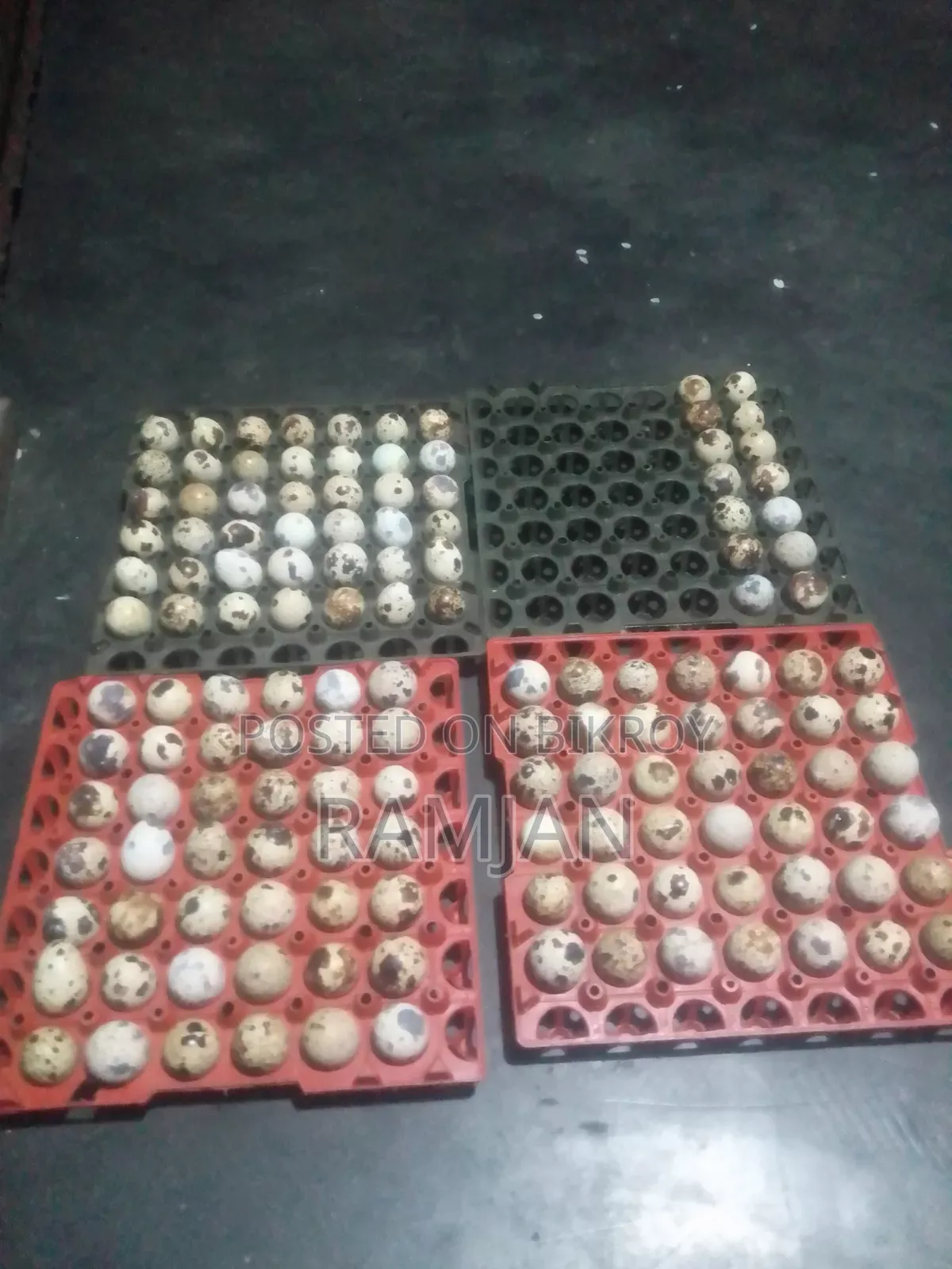 Quail eggs