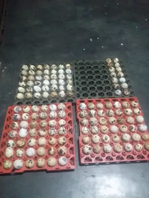 Quail eggs