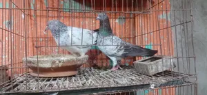 Giribaj Pigeons for Sale