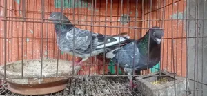 Giribaj Pigeons for Sale