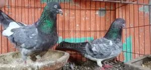 Giribaj Pigeons for Sale