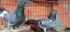 Giribaj Pigeons for Sale