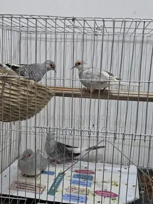 2 Pair Diamond Dove Exchange With Love Bird / Java