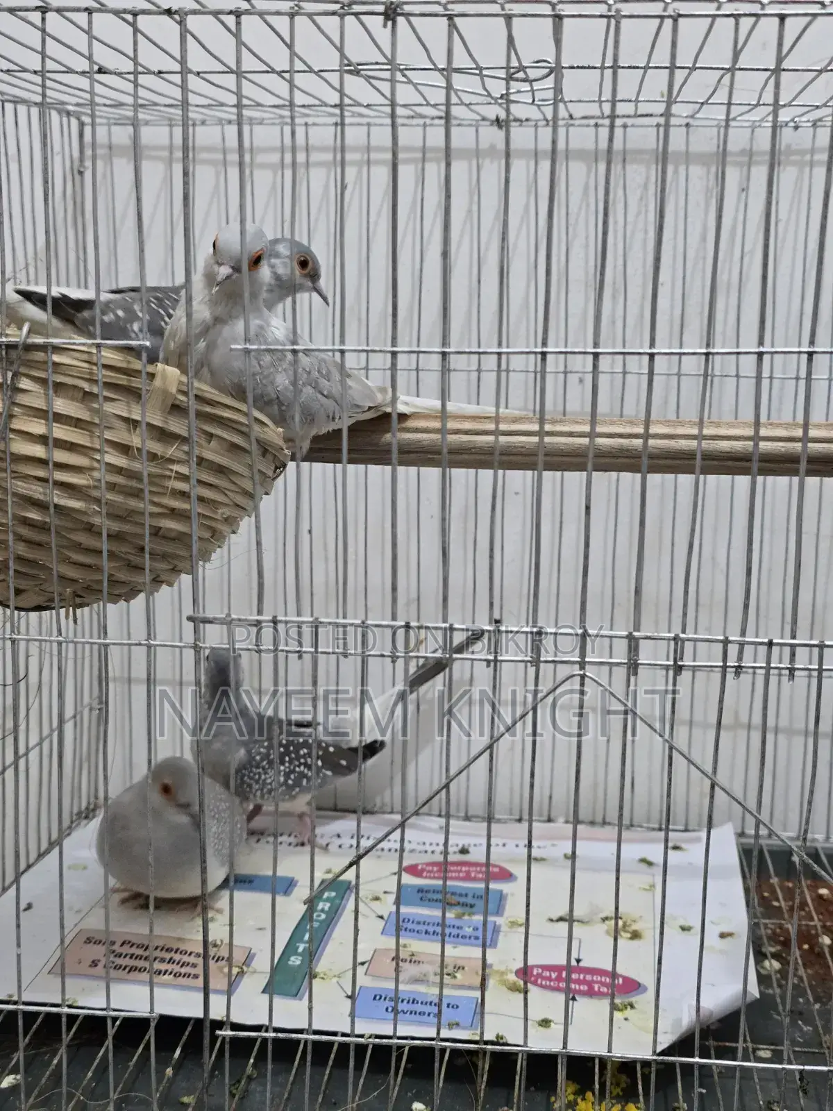 2 Pair Diamond Dove Exchange With Love Bird / Java