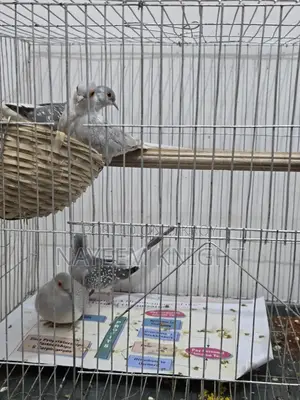 2 Pair Diamond Dove Exchange With Love Bird / Java