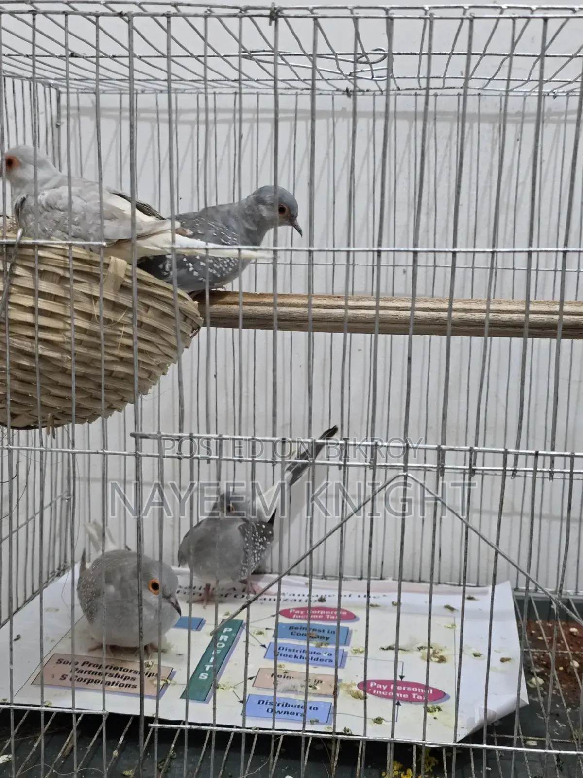 2 Pair Diamond Dove Exchange With Love Bird / Java