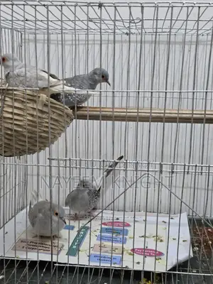 2 Pair Diamond Dove Exchange With Love Bird / Java