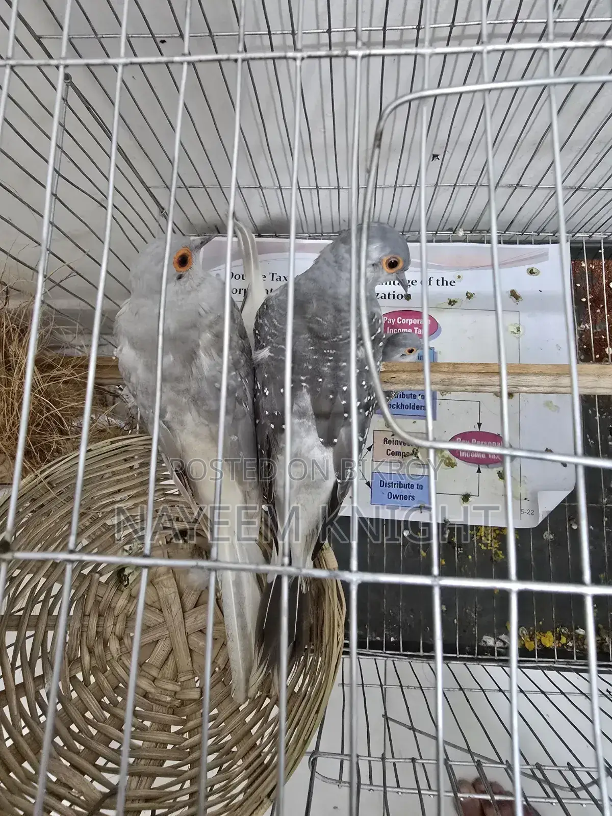 2 Pair Diamond Dove Exchange With Love Bird / Java
