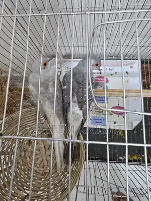 2 Pair Diamond Dove Exchange With Love Bird / Java