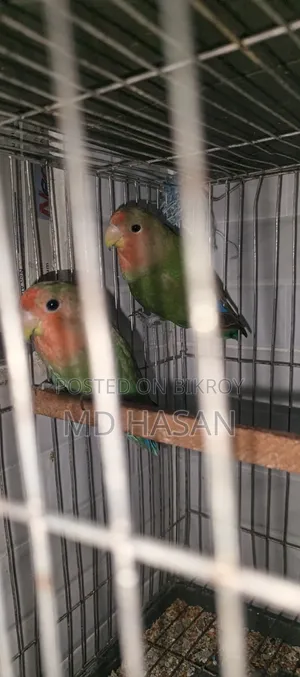 Love Bird Master Pair
