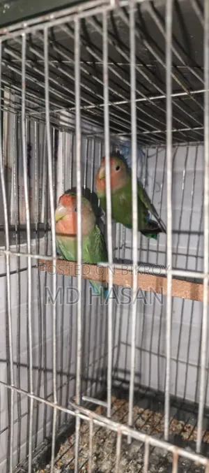 Love Bird Master Pair
