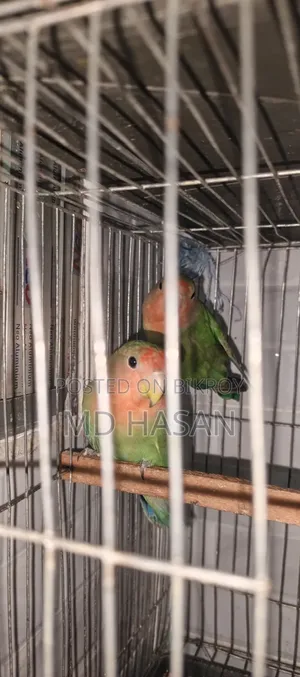 Love Bird Master Pair