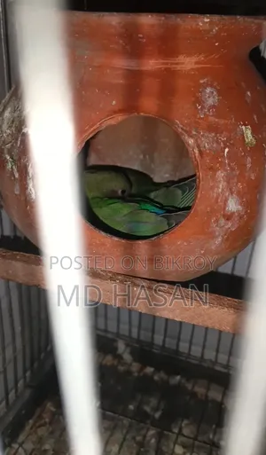 Love Bird Master Pair