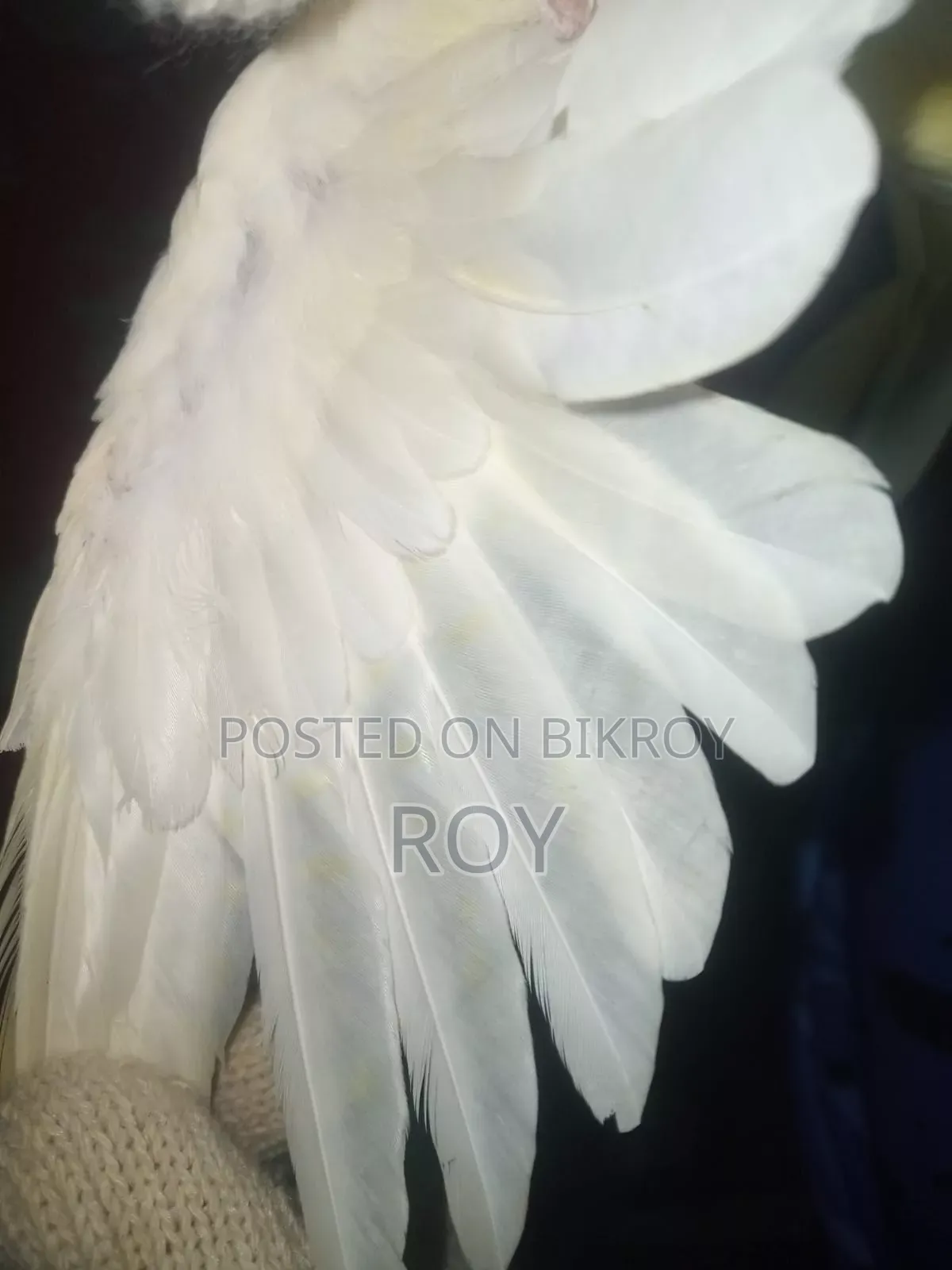 Cockatiel Female