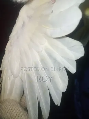 Cockatiel Female