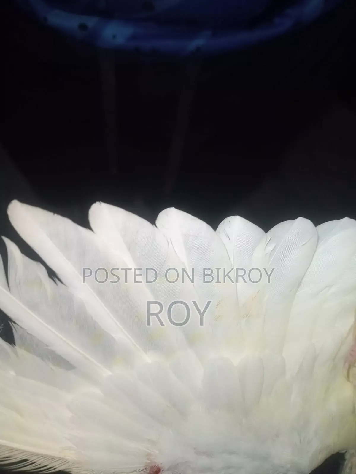 Cockatiel Female
