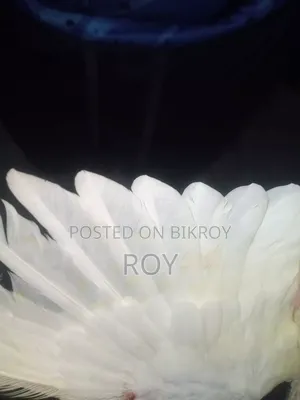 Cockatiel Female