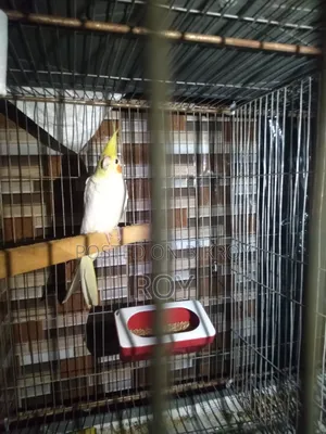 Cockatiel Female