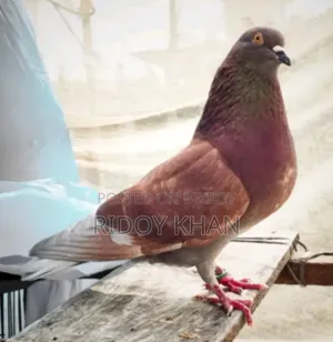 Male Running Pigeon