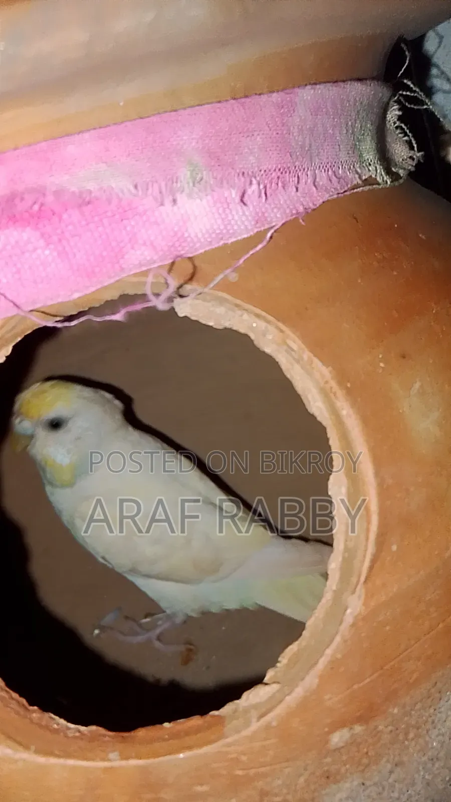 ক্রিমিনো ব্লাক আই ফিমেল