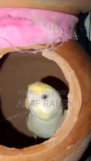 ক্রিমিনো ব্লাক আই ফিমেল