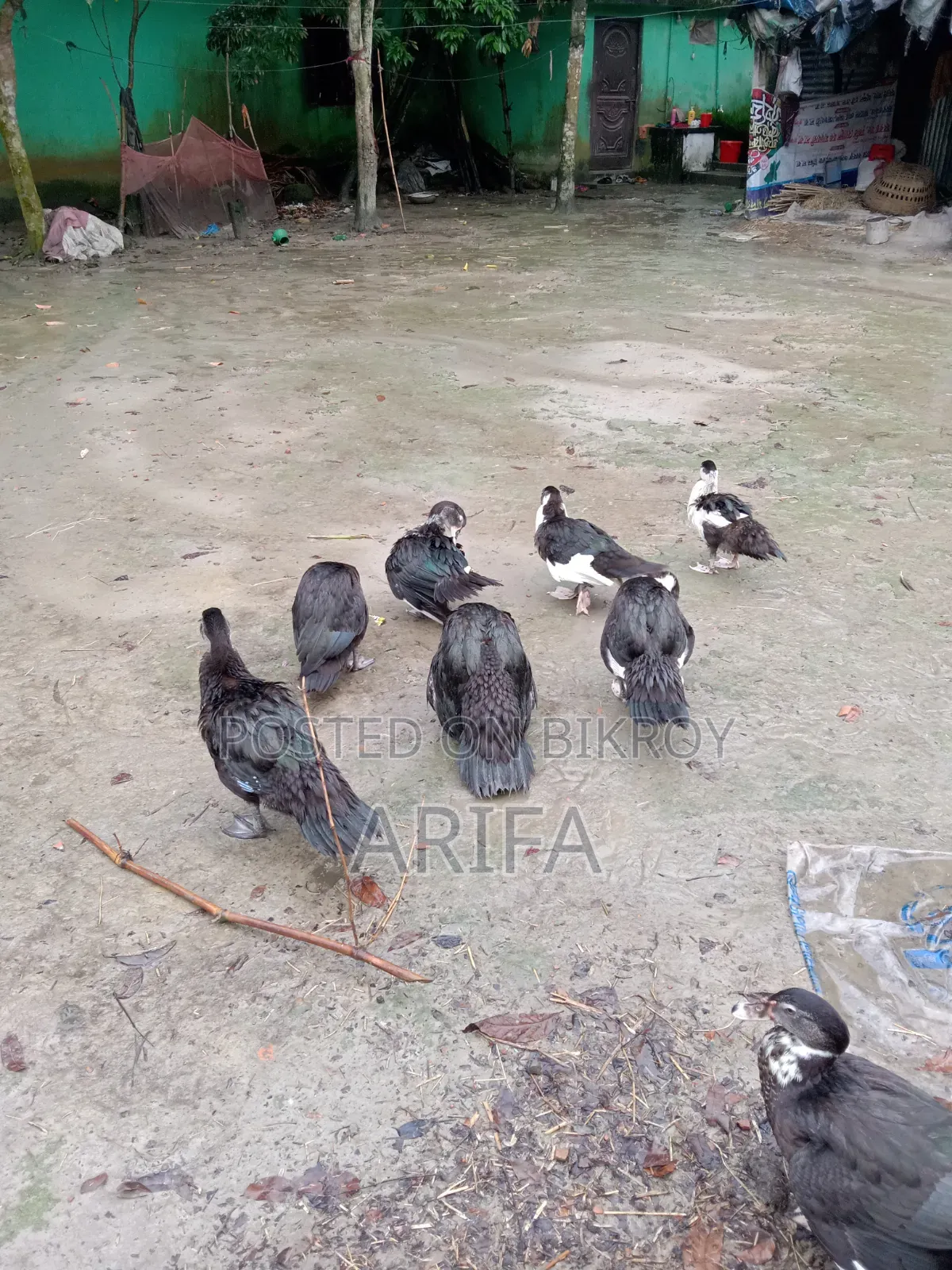 Chinese Duck. Home-raised duck