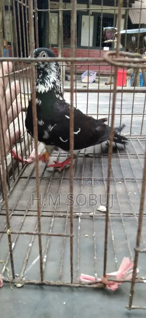 Four male pigeons for sale: one Budapest, two Mily, and one Grizzle