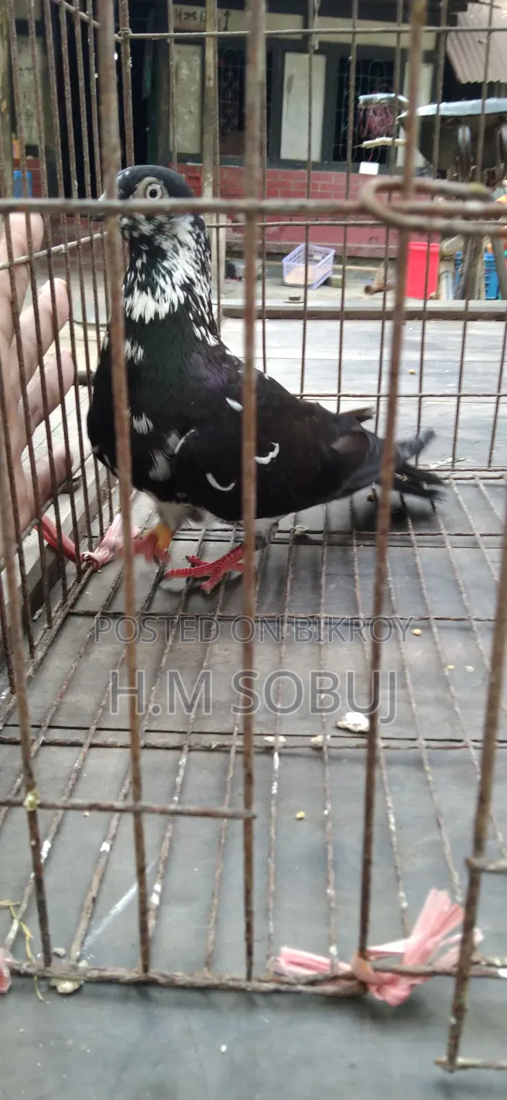 Four male pigeons for sale: one Budapest, two Mily, and one Grizzle