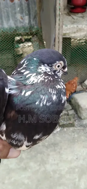 Four male pigeons for sale: one Budapest, two Mily, and one Grizzle